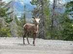 Cdn Rockies Adventure (Aug 2010) - Canmore - 031

